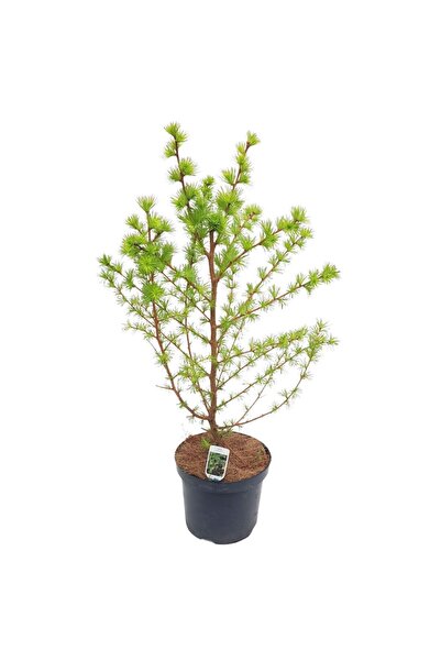 Floraria Tria's Larix Kaempferi