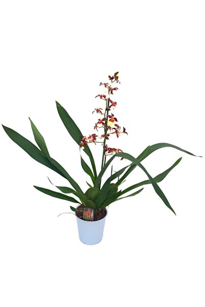 Floraria Tria's Orhidee Cambria