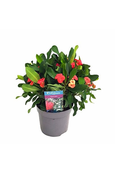 Floraria Tria's Euphorbia Karloa - Coroana lui Iisus