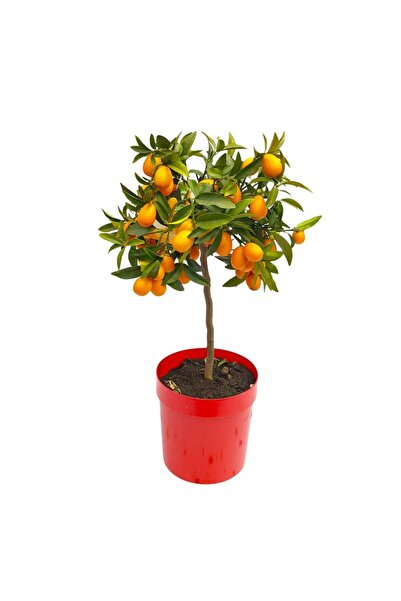 Floraria Tria's Citrus Fortunela Kumquat