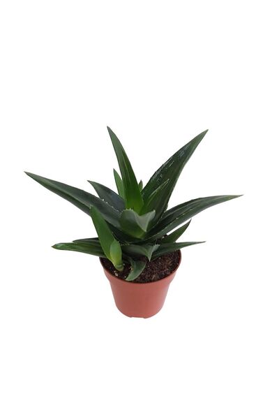 Floraria Tria's Aloe aristata