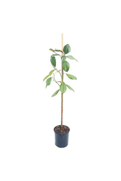 Floraria Tria's Magnolia Grandiflora Grecia 130 cm
