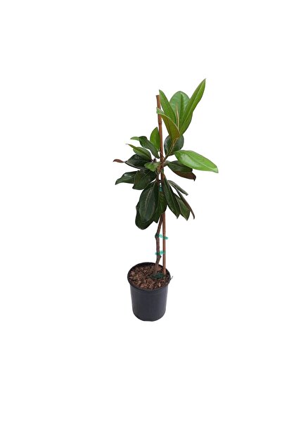 Floraria Tria's Magnolia Grandiflora Grecia