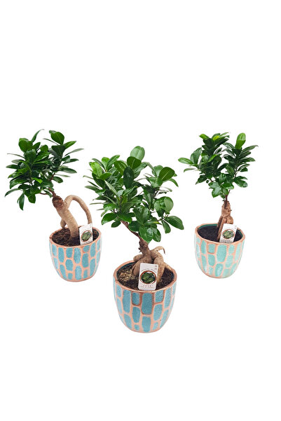 Floraria Tria's Bonsai Ficus Ginseng in ghiveci de ceramica
