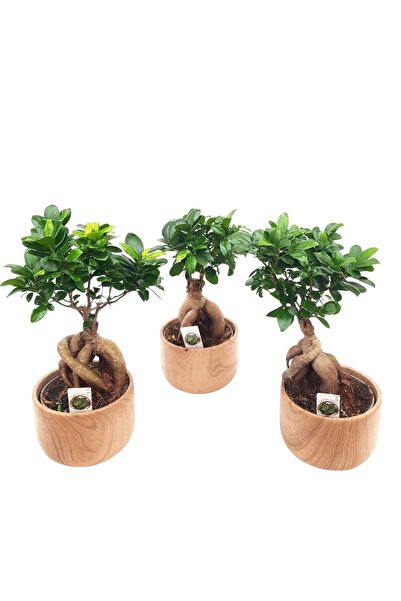 Floraria Tria's Bonsai Ficus Ginseng in ghiveci de ceramica D20