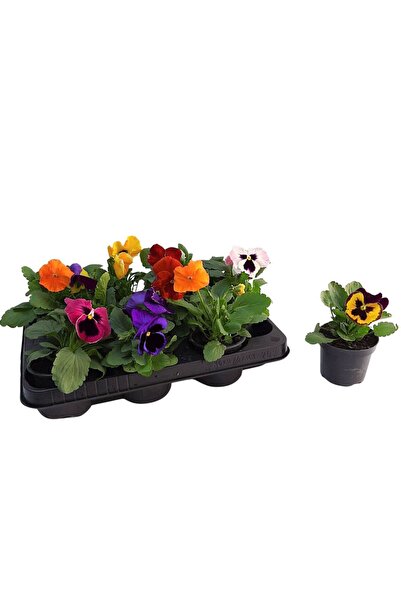 Floraria Tria's Panselute rasad-Viola D 9