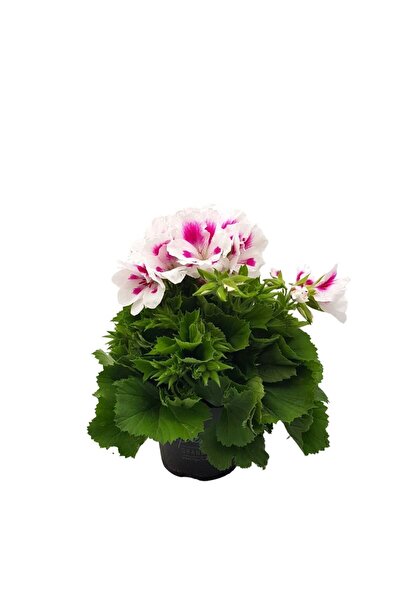 Floraria Tria's Muscata Grandiflora Pelargonium