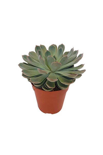 Floraria Tria's Echeveria extra