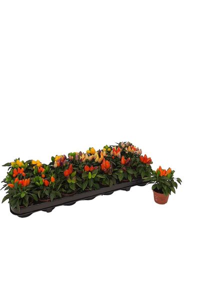 Floraria Tria's Capsicum - Ardei