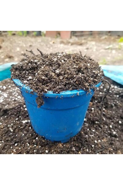 ASES FİDAN BLUBERRY YABAN MERSİNİ TOPRAĞI 30 LİTRE