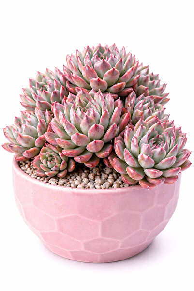 Mialys İthal Sukulent Echeveria Marseille Nadir Koleksiyonluk Canlı Bitki Çok...