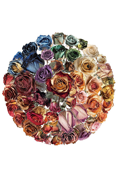 Choice Dried Roses 50/100PCS Creative Dried Roses - Retro Red Rose PET Decora...