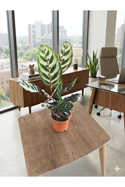 Yades Canlı Calathea Makoyana Dua Çiçeği 45 cm - Dekoratif Saksılı Salon Bitk...