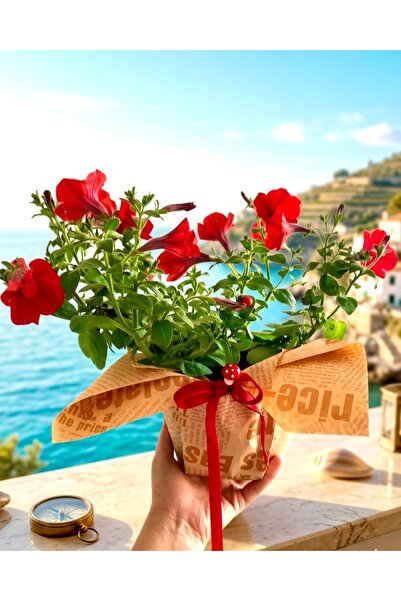 Saksıda Canlı Petunya Çiçeği - Özel Ambalajlı Hediyelik Bitki - Petunia Grandiflora