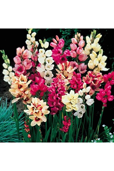 AnamurNaturel Kuraklığa ve Dona Dayanıklı Mısır Zambağı Gelin Soğanı Çiçeği Mixed Ixia Çiçeği Soğanı (100 Adet)