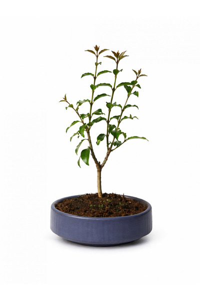 Tunç Botanik Bonsai L. Japonica - Grey Handmade Pot No: 7
