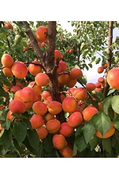 Bayramoğlu Peyzaj TÜPLÜ AŞILI SERTİFİKALI ESKİ MALATYA KAYISI FİDANI