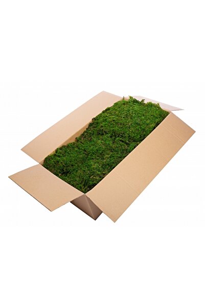 Roberto Rossi Muschi stabilizati feriga 2 kg verde inchis, forma plata, acope...