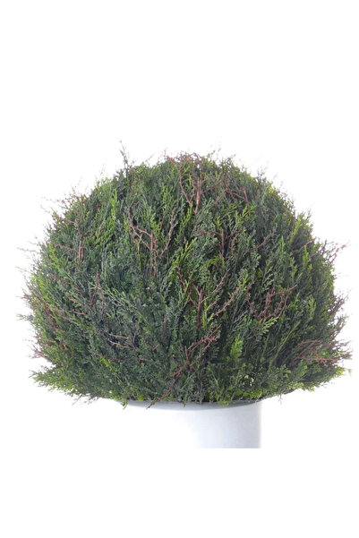 Roberto Rossi Planta artificiala Cedru D55 cm cu protectie UV