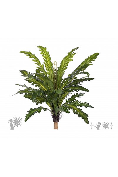Roberto Rossi Feriga artificiala Asplenium nidus L