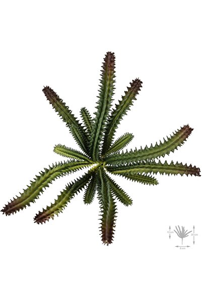 Roberto Rossi Planta artificiala suculenta model26
