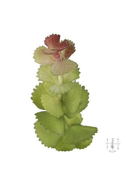 Roberto Rossi Planta artificiala suculenta model35