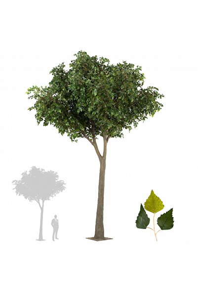 Roberto Rossi Copac artificial H500cm Mesteacan gigant, coroana D350cm