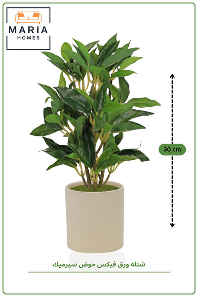 MARIA HOMES 30CM Artificial Ficus Plant in Beige Ceramic Pot | Decorative Ind...