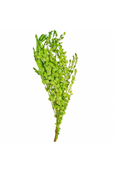 Roberto Rossi Crenguta conservata de Gume Eucalipt blue H60-70 cm. verde deschis