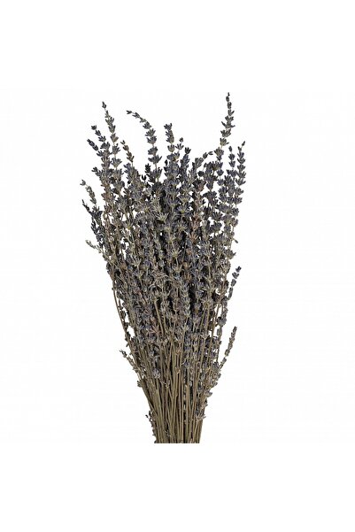 Roberto Rossi Lavanda conservata H50-60 cm. albastru