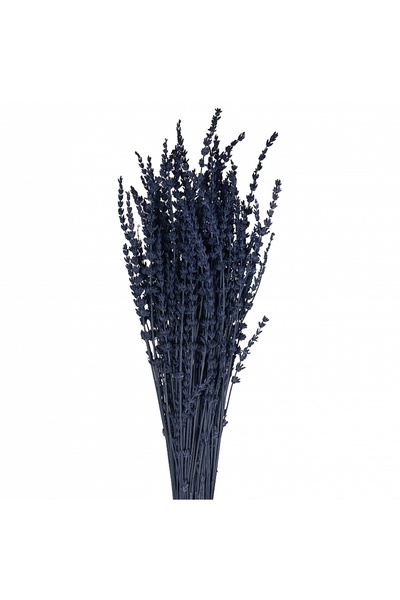 Roberto Rossi Lavanda conservata H50-60 cm. albastru inchis