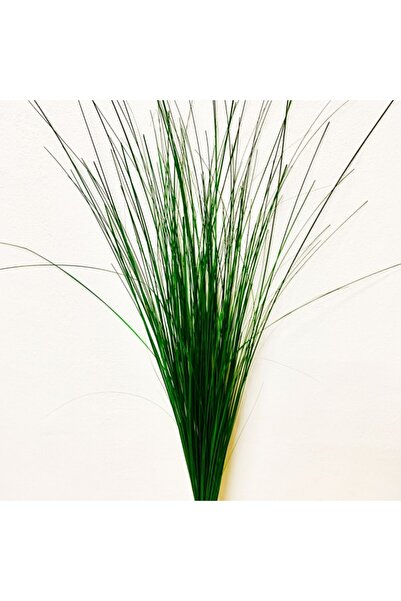 Roberto Rossi Iarba conservata Ginerium 600g H80-120 cm. verde
