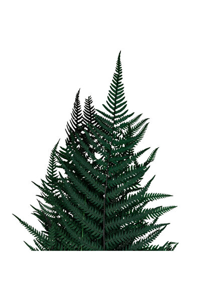Roberto Rossi Feriga conservata H50-60 cm verde inchis