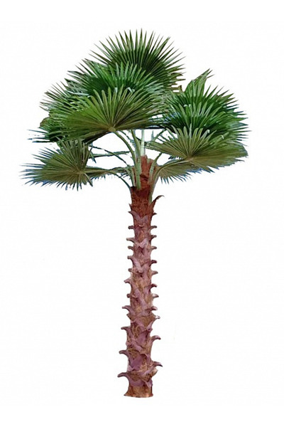 Roberto Rossi Palmier artificial H500cm Washingtonia, coroana D370cm cu prote...