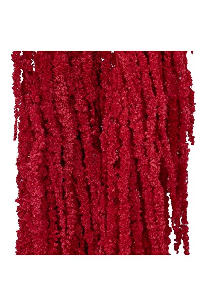 Roberto Rossi Crenguta conservata de Amaranthus H70-80 cm rosu inchis