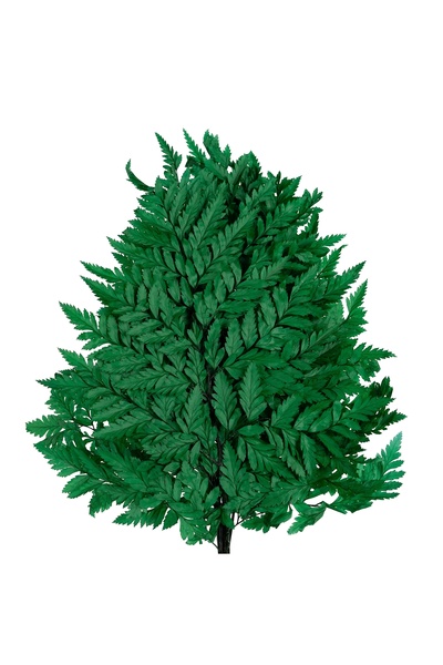 Roberto Rossi Feriga conservata H30-40 cm verde inchis