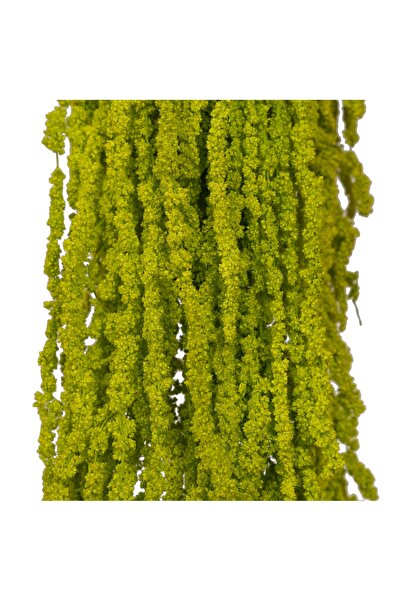 Roberto Rossi Crenguta conservata de Amaranthus H70-80 cm verde intens deschi...