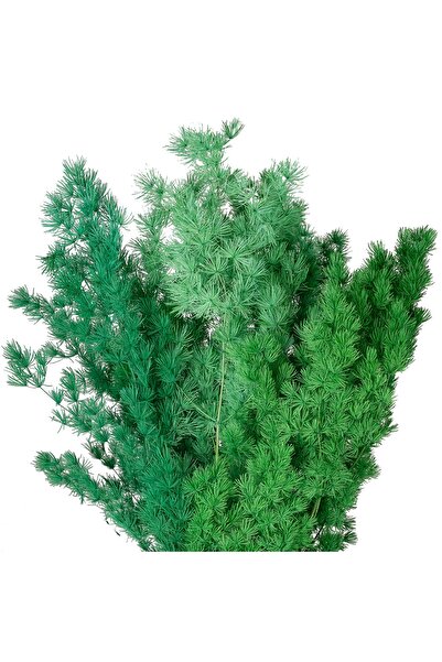 Roberto Rossi Crengute conservate Aralia ming H50-60 cm verde pacific RR6