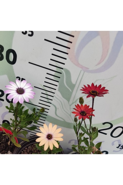 Zambak Botanik 3lu set Bodrum Papatyası (Osteospermum ecklonis)