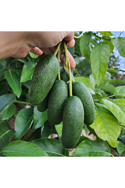Bebek Avokado 500 gr