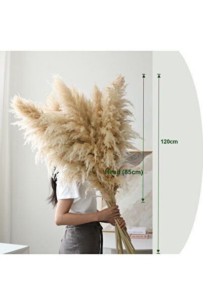 MirageBotanics Natural Pampas Grass 5 stems Reed Grass, Dry Plants Tall Pampas Grass for Home ,Office, Weddingm, Farmhouse, Boho Decor