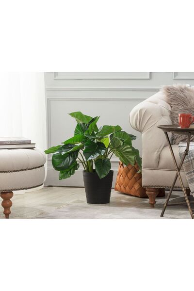 Madame Coco Lansquine Topfpflanze