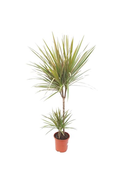 Floraria Tria's Dracaena marginata bicolor 2 tulpini