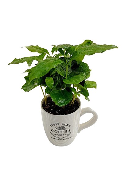Floraria Tria's Arbore de cafea - Coffea Arabica in cana ceramica