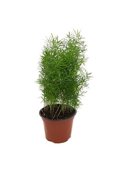 Floraria Tria's Asparagus Sprengeri