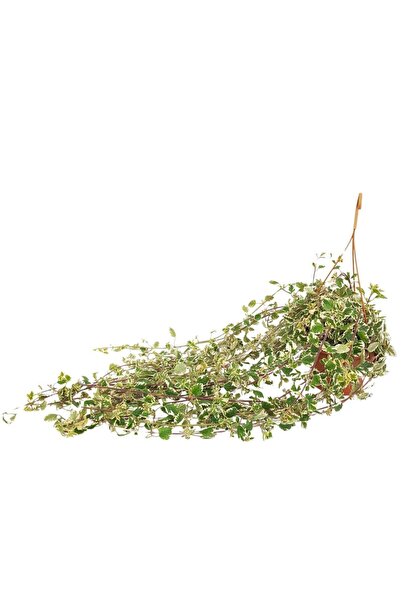 Floraria Tria's Țânțărică - Plectranthus bol