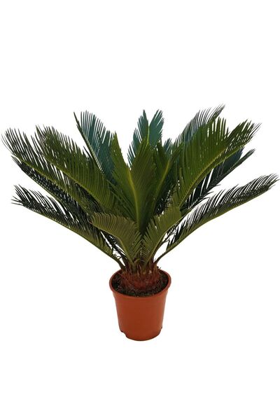 Floraria Tria's Cycas revoluta - palmier exotic 60 cm