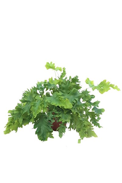 Floraria Tria's Phlebodium Aureum Davana
