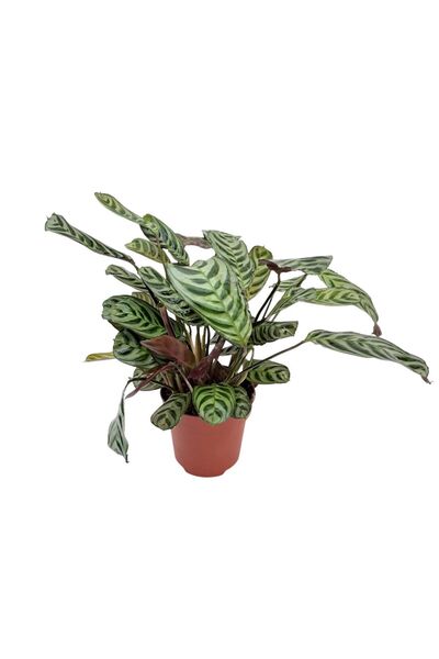Floraria Tria's Ctenathe Burle Marxii