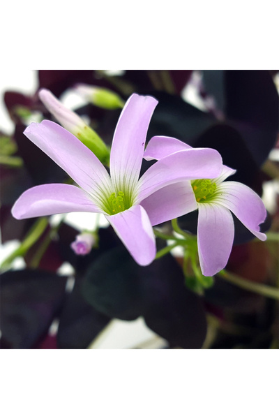 Floraria Tria's Trifoi - Oxalis Depressa